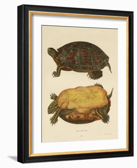 Hand Colored Lithograph of Emrys Rubriventris-John Edwards Holbrook-Framed Giclee Print