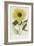 Hand Coloured Engraving of a Sunflower-George Wolfgang Knorr-Framed Giclee Print