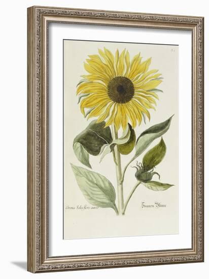 Hand Coloured Engraving of a Sunflower-George Wolfgang Knorr-Framed Giclee Print