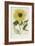 Hand Coloured Engraving of a Sunflower-George Wolfgang Knorr-Framed Giclee Print