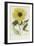 Hand Coloured Engraving of a Sunflower-George Wolfgang Knorr-Framed Giclee Print