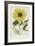 Hand Coloured Engraving of a Sunflower-George Wolfgang Knorr-Framed Giclee Print