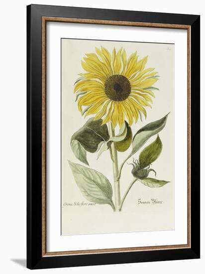 Hand Coloured Engraving of a Sunflower-George Wolfgang Knorr-Framed Giclee Print