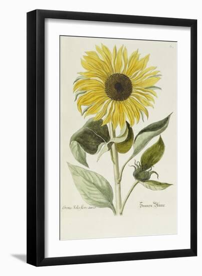 Hand Coloured Engraving of a Sunflower-George Wolfgang Knorr-Framed Giclee Print