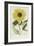 Hand Coloured Engraving of a Sunflower-George Wolfgang Knorr-Framed Giclee Print