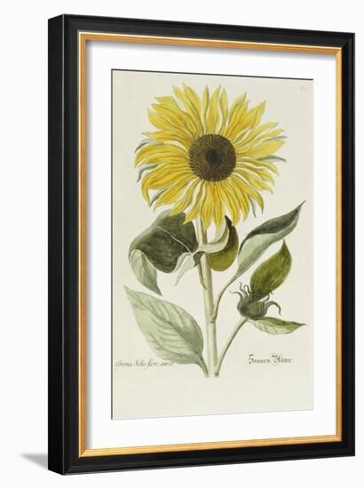 Hand Coloured Engraving of a Sunflower-George Wolfgang Knorr-Framed Giclee Print