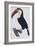 Hand Coloured Engraving of a Toucan, 1806-Francois Levaillant-Framed Giclee Print