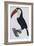 Hand Coloured Engraving of a Toucan, 1806-Francois Levaillant-Framed Giclee Print