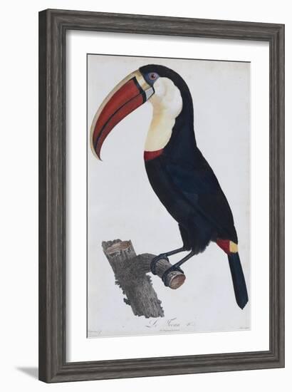 Hand Coloured Engraving of a Toucan, 1806-Francois Levaillant-Framed Giclee Print