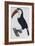 Hand Coloured Engraving of a Toucan, 1806-Francois Levaillant-Framed Giclee Print