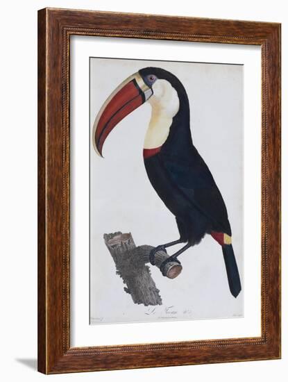 Hand Coloured Engraving of a Toucan, 1806-Francois Levaillant-Framed Giclee Print