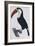 Hand Coloured Engraving of a Toucan, 1806-Francois Levaillant-Framed Giclee Print