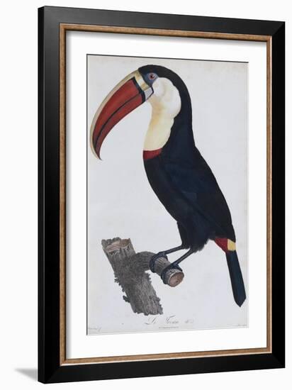 Hand Coloured Engraving of a Toucan, 1806-Francois Levaillant-Framed Giclee Print