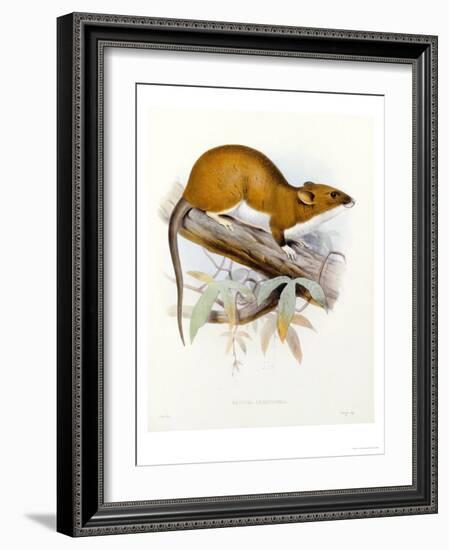 Hand-Coloured Lithograph from "Fauna, Flora and Archaeology of Central America"-J. G. Keulemans-Framed Giclee Print