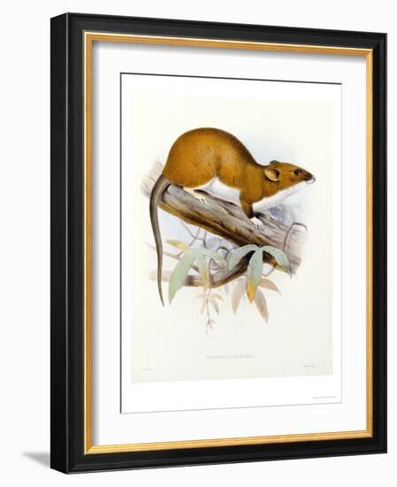 Hand-Coloured Lithograph from "Fauna, Flora and Archaeology of Central America"-J. G. Keulemans-Framed Giclee Print