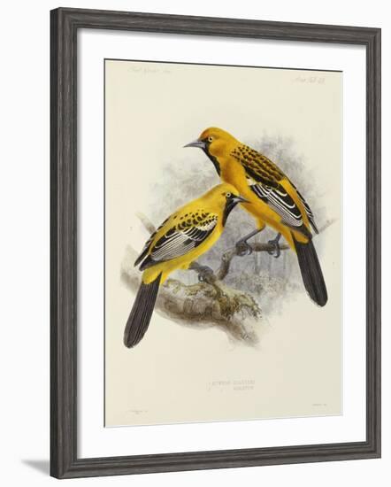 Hand-Coloured Lithograph from "Fauna, Flora and Archaeology of Central America"-J. G. Keulemans-Framed Giclee Print