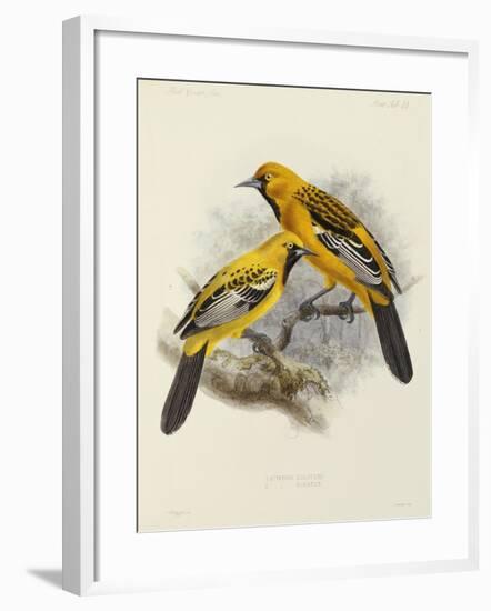 Hand-Coloured Lithograph from "Fauna, Flora and Archaeology of Central America"-J. G. Keulemans-Framed Giclee Print