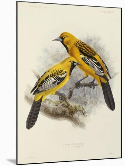Hand-Coloured Lithograph from "Fauna, Flora and Archaeology of Central America"-J. G. Keulemans-Mounted Giclee Print