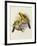 Hand-Coloured Lithograph from "Fauna, Flora and Archaeology of Central America"-J. G. Keulemans-Framed Giclee Print