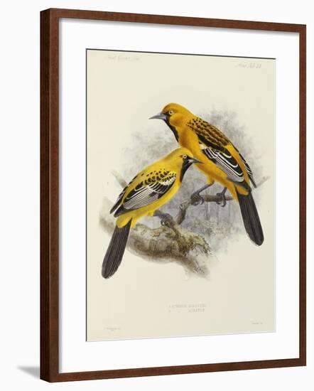 Hand-Coloured Lithograph from "Fauna, Flora and Archaeology of Central America"-J. G. Keulemans-Framed Giclee Print