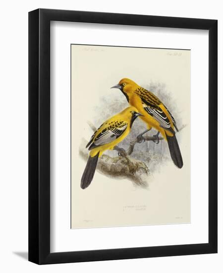 Hand-Coloured Lithograph from "Fauna, Flora and Archaeology of Central America"-J. G. Keulemans-Framed Giclee Print