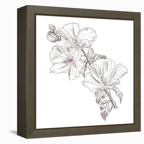 Hand Drawing Hibiscus Flower-Acnaleksy-Framed Stretched Canvas