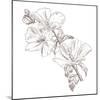 Hand Drawing Hibiscus Flower-Acnaleksy-Mounted Art Print