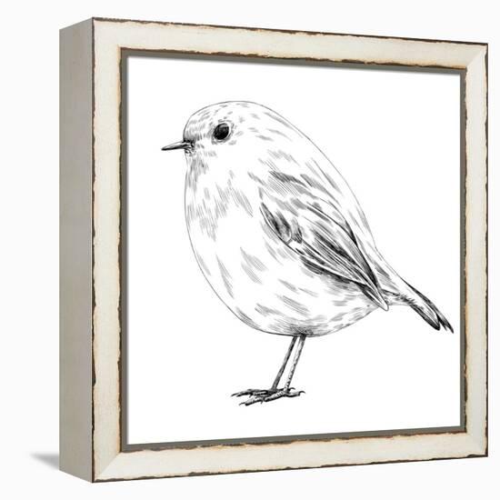 Hand-Drawn Robin-aggressor-Framed Stretched Canvas