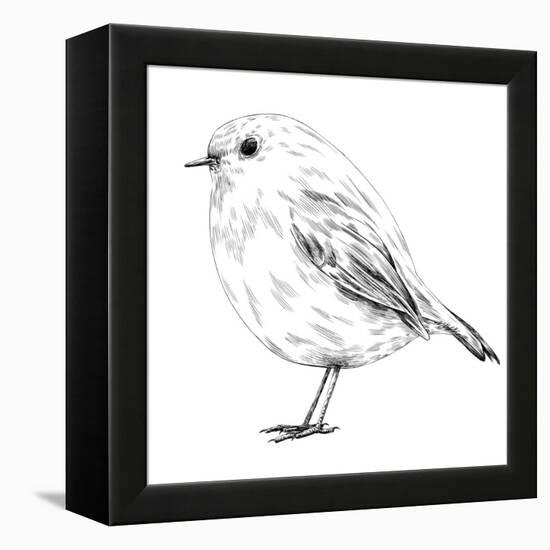 Hand-Drawn Robin-aggressor-Framed Stretched Canvas