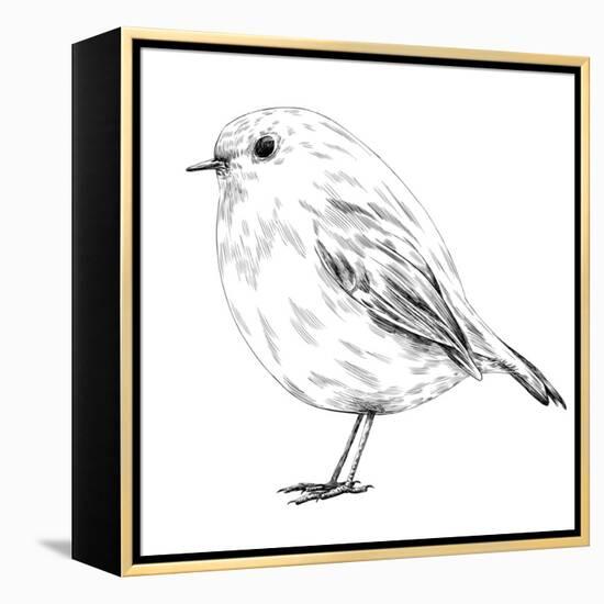 Hand-Drawn Robin-aggressor-Framed Stretched Canvas