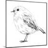 Hand-Drawn Robin-aggressor-Mounted Art Print