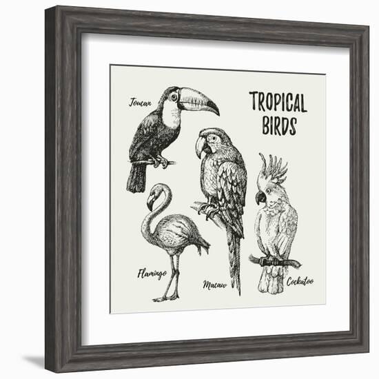 Hand Drawn Sketch Black and White Vintage Exotic Tropical Birds Set. Vector Illustration Isolated O-Pim-Framed Art Print