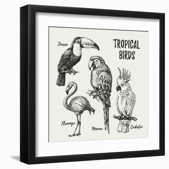 Hand Drawn Sketch Black and White Vintage Exotic Tropical Birds Set. Vector Illustration Isolated O-Pim-Framed Art Print