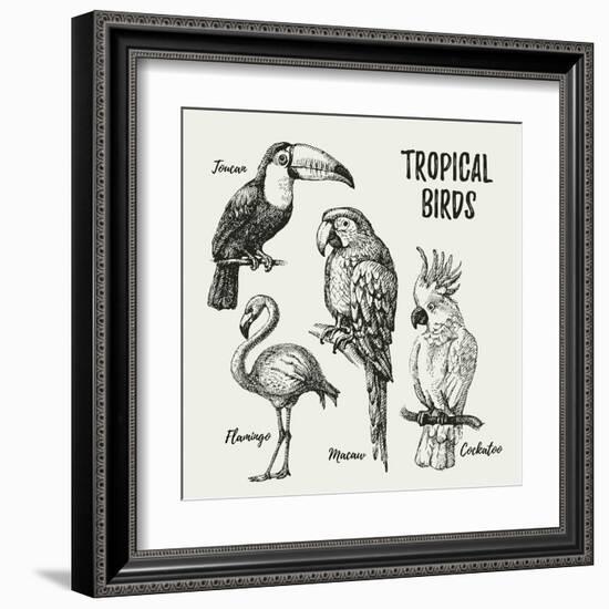 Hand Drawn Sketch Black and White Vintage Exotic Tropical Birds Set. Vector Illustration Isolated O-Pim-Framed Art Print