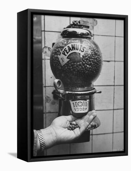 Hand Full of Peanuts For a Penny-Nina Leen-Framed Premier Image Canvas