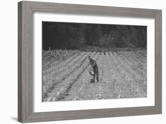 Hand Irrigation on Small Rented Subsistence Farm.-Dorothea Lange-Framed Art Print