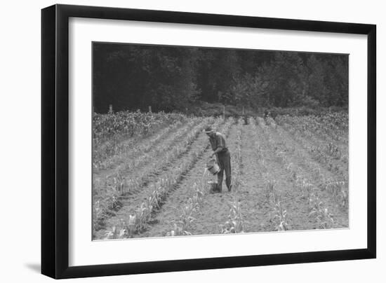 Hand Irrigation on Small Rented Subsistence Farm.-Dorothea Lange-Framed Art Print