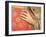 Hand of Saint Stephen-Giotto di Bondone-Framed Giclee Print