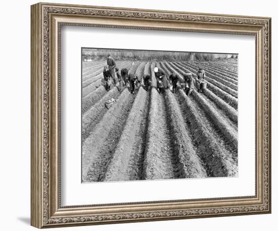 Hand-Planting Potatoes-null-Framed Art Print