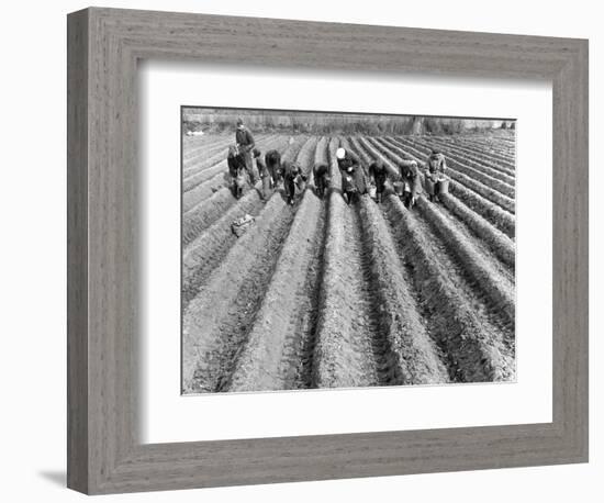 Hand-Planting Potatoes-null-Framed Art Print