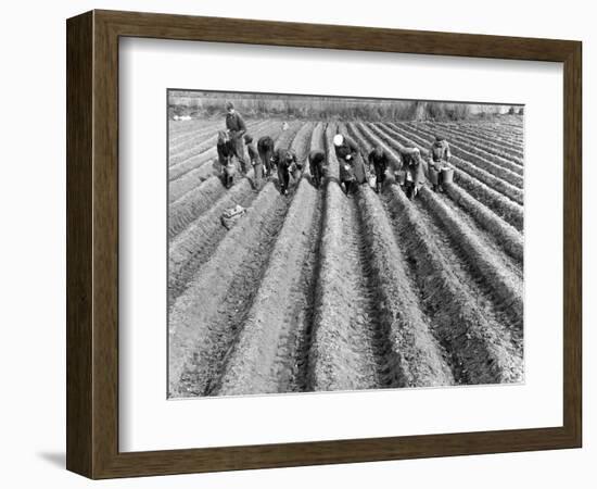 Hand-Planting Potatoes-null-Framed Art Print