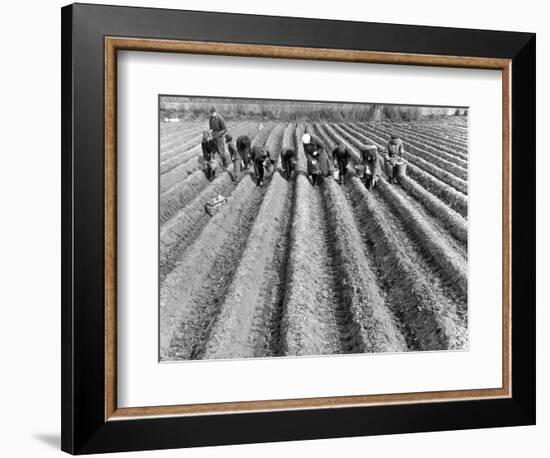 Hand-Planting Potatoes-null-Framed Art Print