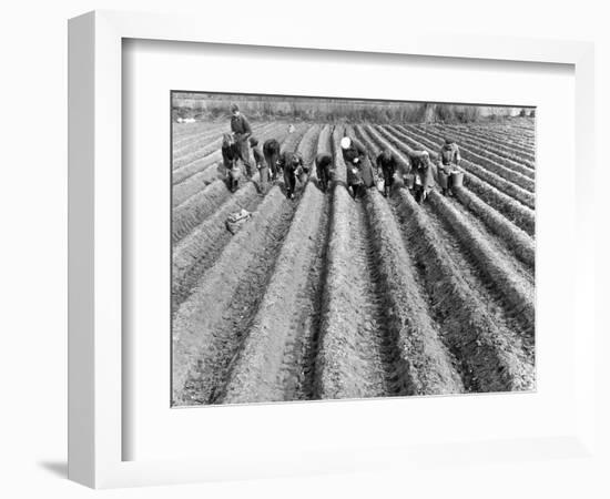 Hand-Planting Potatoes-null-Framed Art Print