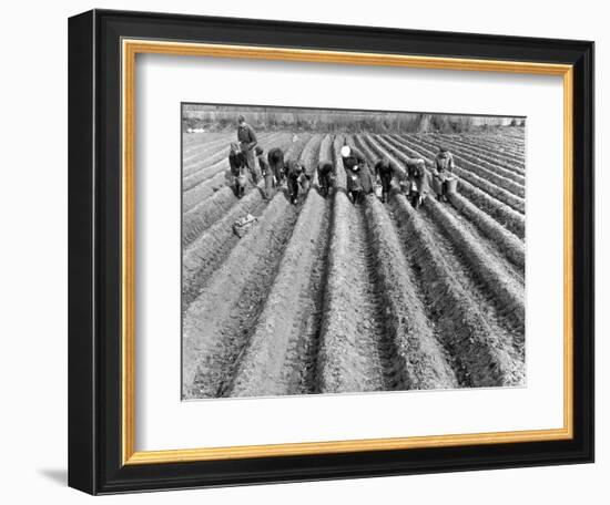 Hand-Planting Potatoes-null-Framed Art Print