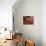 Hand shaped handles in brown door, Spain-Panoramic Images-Mounted Photographic Print displayed on a wall