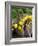 Handbag with Lemons, Positano, Amalfi Coast, Campania, Italy-Walter Bibikow-Framed Photographic Print