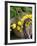 Handbag with Lemons, Positano, Amalfi Coast, Campania, Italy-Walter Bibikow-Framed Photographic Print