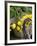 Handbag with Lemons, Positano, Amalfi Coast, Campania, Italy-Walter Bibikow-Framed Photographic Print