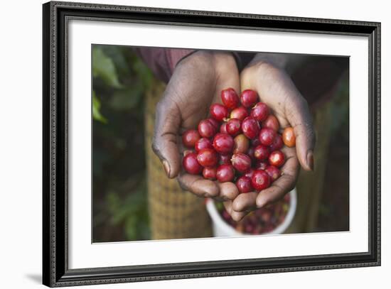 Handful of Coffee Cherries-Paul Souders-Framed Photographic Print