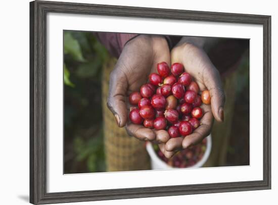 Handful of Coffee Cherries-Paul Souders-Framed Photographic Print